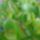 Crassula_301684_11518_t