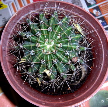 kaktusz 001