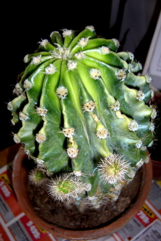  kaktusza 002