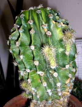  kaktusza 003