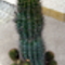  kaktusza 046