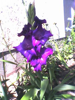 Kardvirág a lila