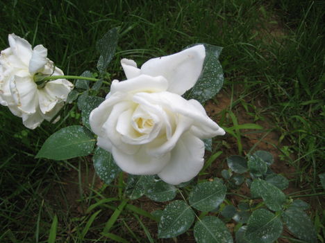 White Polyantha