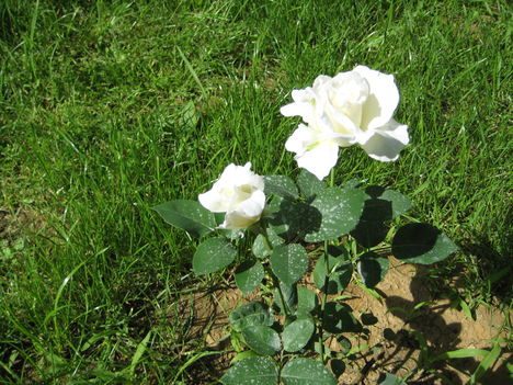 White Polyantha