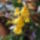 Oncidium__orchidea_321025_29801_t