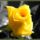 1183901851_origi_322373_49247_t