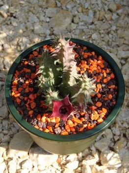 Huernia