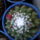 Mammillaria_polythele_322138_87181_t