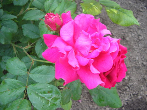 Nyíló rózsa
