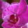 Orchidea-014_322285_59332_t