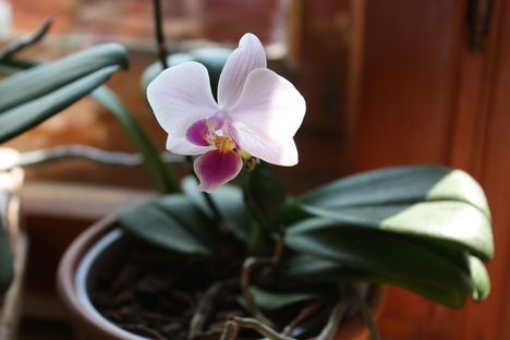Orchidea