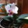 Orchidea-016_322290_34812_t