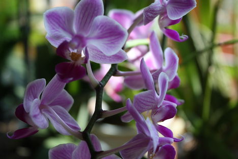 Orchidea