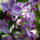 Orchidea-019_322295_58064_t