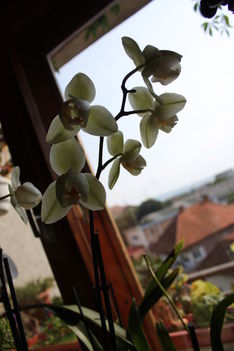 Orchidea