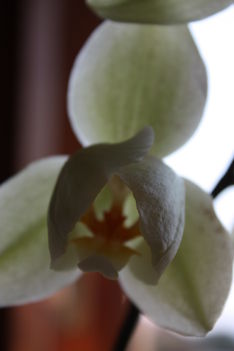 Orchidea