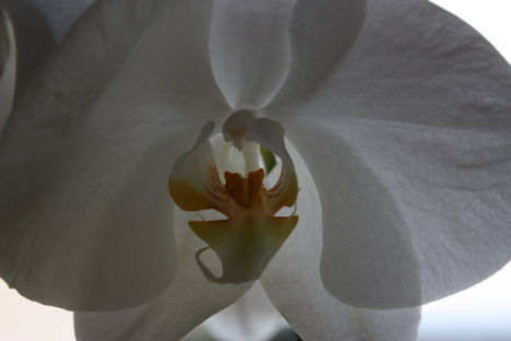 Orchidea