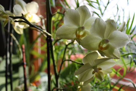 Orchidea