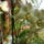 Orchidea-024_322301_41211_t