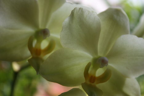 Orchidea