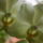 Orchidea-025_322302_61854_t
