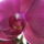 Orchidea-027_322304_79003_t