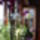 Orchidea-028_322305_50951_t