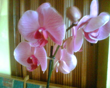 Phalaenopsis Orchidea