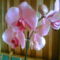 Phalaenopsis Orchidea