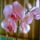 Phalaenopsis_orchidea-002_322141_75836_t