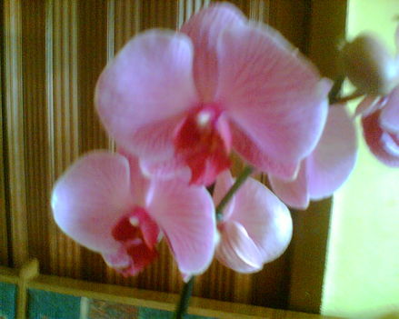 Phalaenopsis Orchidea.