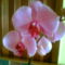 Phalaenopsis Orchidea.