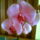 Phalaenopsis Orchidea.