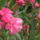 Leander_323773_18873_t