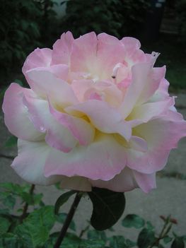 Nyíló rózsaszál
