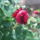 Rozsabimbo-002_323778_29664_t