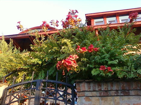 virág és ház harmóniában- Budaörs