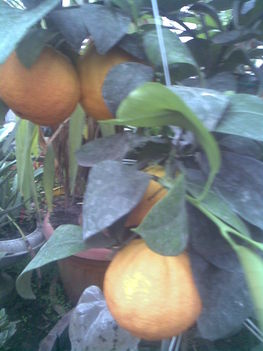 Apu narancsai