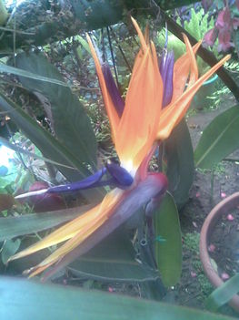 Strelicia (papagály virág)