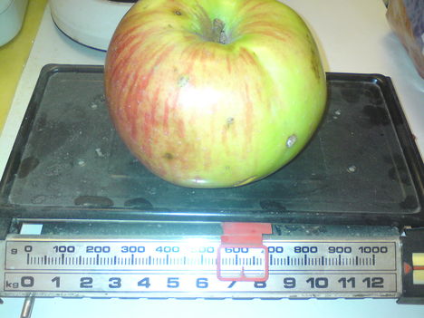 alma,mely 62dkg-ot nyom