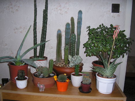 Kaktusz sarok
