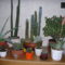 Kaktusz sarok