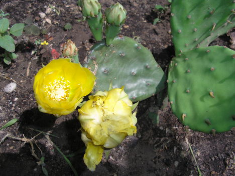 Kaktuszbokor