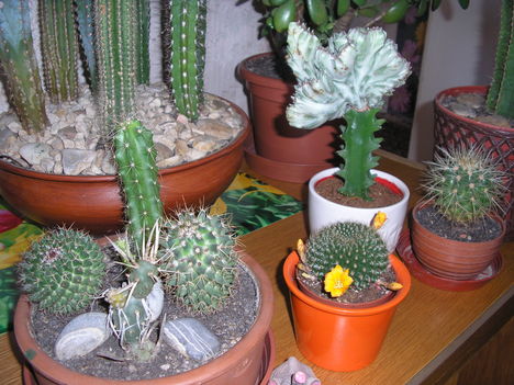 Kaktuszok télen szobában