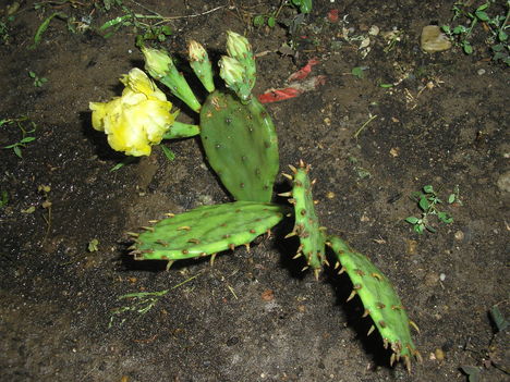 Udvarra ültetett kaktusz