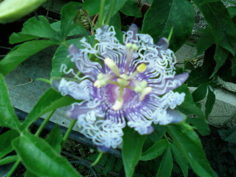 Golgota virág