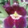 Orchidea_326859_70161_t