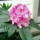 Rhododendron_326858_83590_t