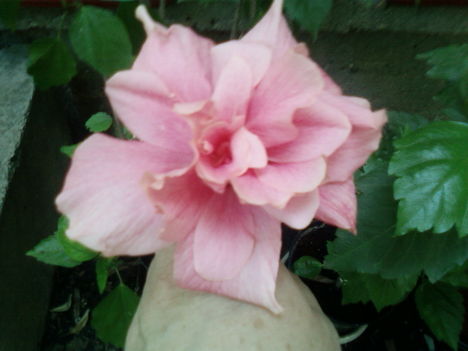 Rózsaszin hibiszkusz