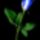 Bluerose-001_327205_49123_t